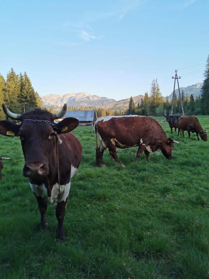Domek Drewniany Szafran Witów Esterno foto